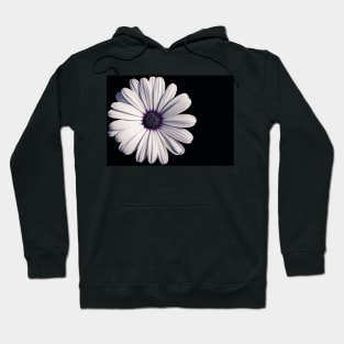 White African daisy or Cape Daisy (Osteospermum) on black background Hoodie